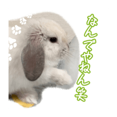 [LINEスタンプ] うさぎのととろうスタンプ2