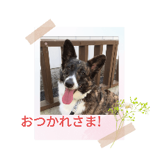 [LINEスタンプ] 4わんこ