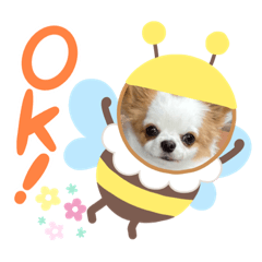 [LINEスタンプ] チワワからの日常メッセージ