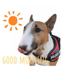 [LINEスタンプ] 犬と猫とハムスター。