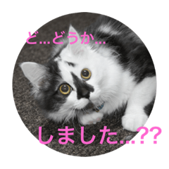 [LINEスタンプ] かわいいネコ「てん」のスタンプ