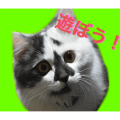 [LINEスタンプ] かわいい猫「てん」のスタンプ①