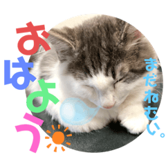 [LINEスタンプ] 銀ちゃんのもふもふ挨拶スタンプ♡
