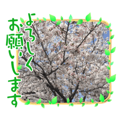 [LINEスタンプ] 桜のスタンプだよ5