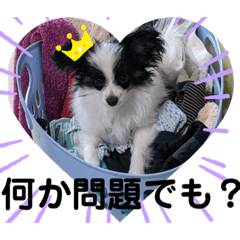 [LINEスタンプ] パピヨンとデグー＆ベタ兄弟