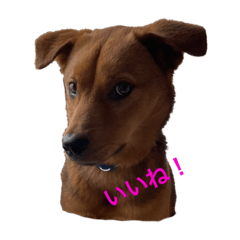 [LINEスタンプ] にぎやかな我が家の犬達