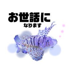 [LINEスタンプ] くらげ、お魚のスタンプ