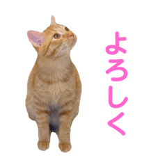 [LINEスタンプ] つな（第一弾）