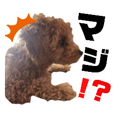[LINEスタンプ] 花専
