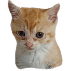 [LINEスタンプ] 猫のちゃうちゃう