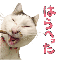 [LINEスタンプ] うちの猫ら スタンプ2