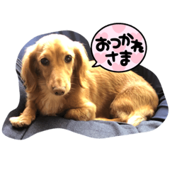 [LINEスタンプ] ありすたんぷ♡ありすの日常