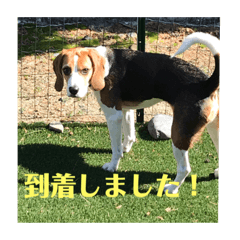 [LINEスタンプ] チャッピー13