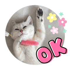 [LINEスタンプ] ハロー！こちらMARUです。