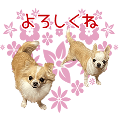 [LINEスタンプ] ♡ピノ＆マリーwith KiyoKao♡