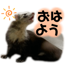 [LINEスタンプ] フェレットの赤ちゃん【元気】