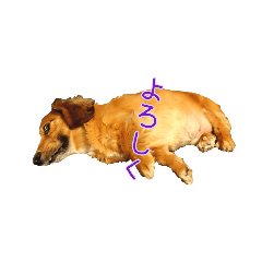 [LINEスタンプ] ダックスフンド日常stamp
