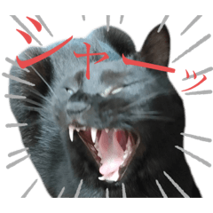 [LINEスタンプ] 表情豊かな黒猫びびちゃんスタンプ2