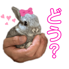 [LINEスタンプ] うさぎのウメちゃんスタンプ
