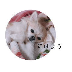 [LINEスタンプ] チワワのクルミ