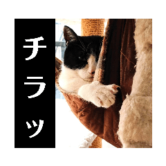 [LINEスタンプ] 毛皮族のスタンプversion2.0