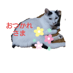 [LINEスタンプ] ねこちょん。