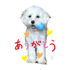 [LINEスタンプ] レイチ 犬