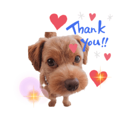 [LINEスタンプ] トイプーテディの癒されstamp