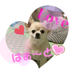 [LINEスタンプ] チワワのクラインくん❤︎