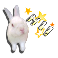 [LINEスタンプ] だるまうさぎレスキューSTAMP！