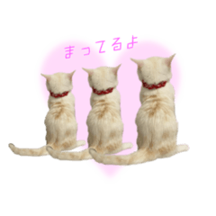 [LINEスタンプ] ねこのレタス