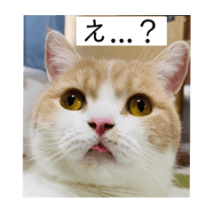 [LINEスタンプ] こたろうの毎日使えるスタンプ④