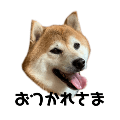 [LINEスタンプ] 柴犬のポン太