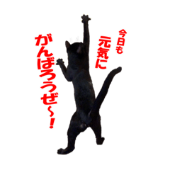 [LINEスタンプ] クセが強くて使いづらい黒猫オレオ