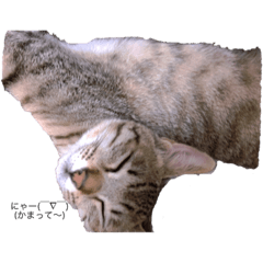 [LINEスタンプ] ねこやぎです