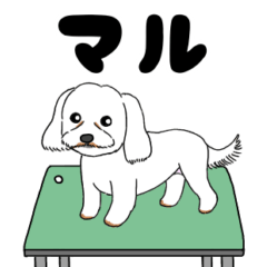 [LINEスタンプ] トリミングテーブルの上の犬の画像（メイン）