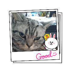 [LINEスタンプ] ネコのチーターくんスタンプ