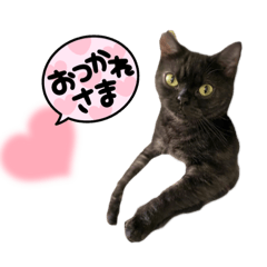[LINEスタンプ] 猫のタピオカちゃん2