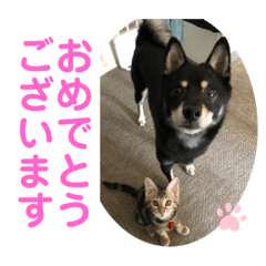 [LINEスタンプ] 黒柴犬と猫の日常使いスタンプ2
