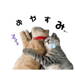 [LINEスタンプ] ふーちゃんきーちゃん仔猫ver.