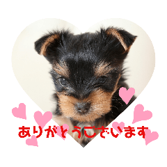 [LINEスタンプ] ヨーキー子犬の日常使いスタンプ