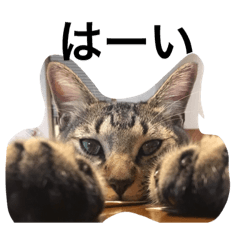 [LINEスタンプ] ネコ写真シンプル日常1