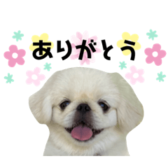 [LINEスタンプ] かわいい！ぽずスタンプ