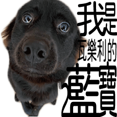 [LINEスタンプ] ヴァレリの犬：ランボ 2
