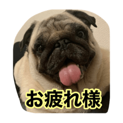 [LINEスタンプ] まる様。