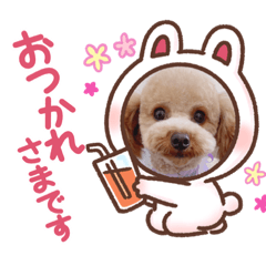 [LINEスタンプ] トイプー百々(momo)のスタンプ②