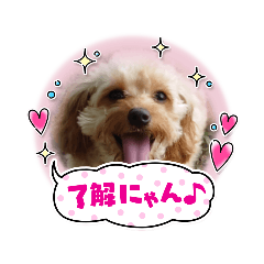 [LINEスタンプ] アメリカンコッカー＆キャバプー