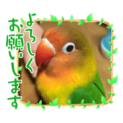 [LINEスタンプ] ボタンインコの蕨(わらび)です