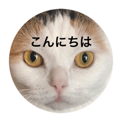 [LINEスタンプ] 猫のスズシロ1