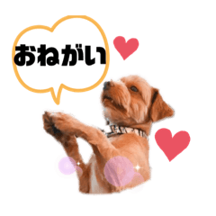 [LINEスタンプ] テディの可愛いスタンプ❤️